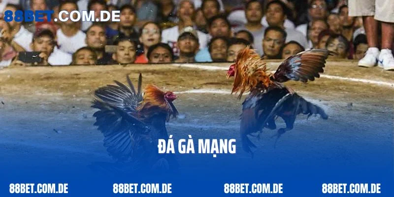 Tìm Hiểu Sân Chơi Đá Gà Mạng Cực Chất, Cực Lôi Cuốn