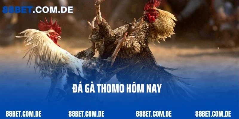 Hướng Dẫn Tham Gia Đá Gà Thomo Hôm Nay Chi Tiết Từ A-Z