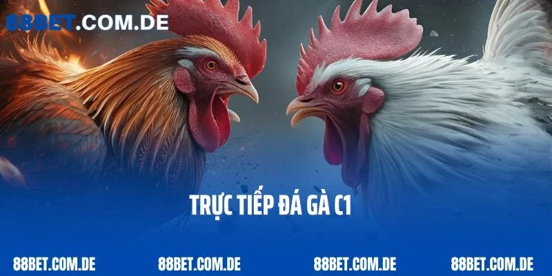 Tất Tần Tật Những Điều Cần Biết Về Trực Tiếp Gà Đá C1